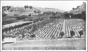 The Muir vineyards and orchards near Martinez, California