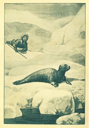 boy sneaking up on resting seal