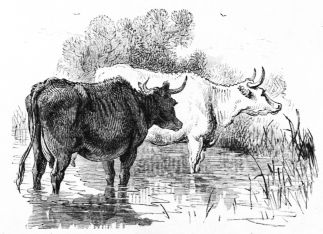two cows in brook