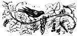 bird on grapevine