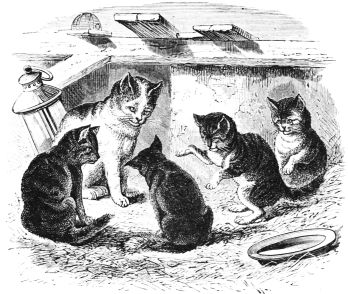 cat teaching kittens