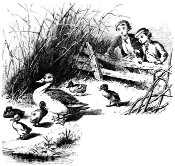 children watching duck and ducklings