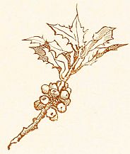 holly sprig with berries