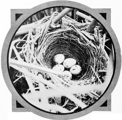Taken near Spokane. Photo by F. S. Merrill.
NEST AND EGGS OF THE COLUMBIAN REDWING.