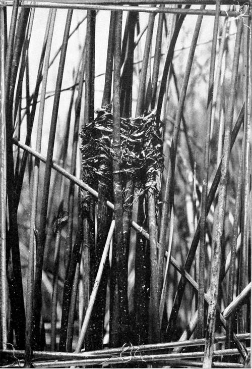 Taken in Douglas County. Photo by W. Leon Dawson.
NEST OF YELLOW-HEADED BLACKBIRD IN TULES.
