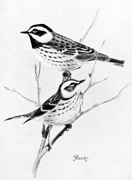 TOWNSEND WARBLERS, MALE AND FEMALE.