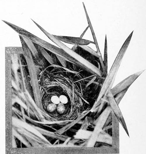 Taken in Douglas County. Photo by the Authors.
A WESTERN YELLOW-THROAT’S NEST.
NEST CONTAINS TWO EGGS OF THE YELLOW-THROAT AND TWO OF THE COWBIRD.