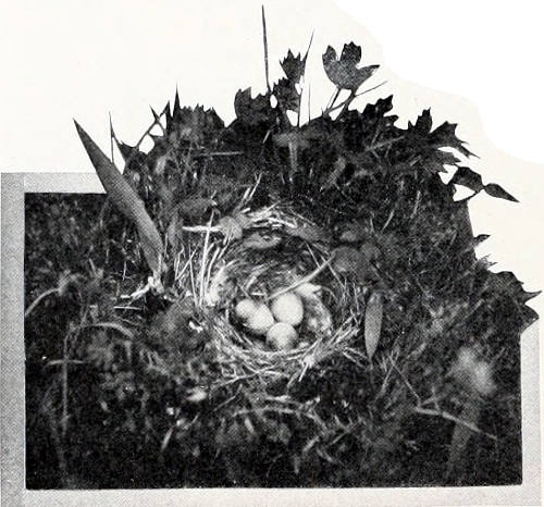 Taken near Tacoma. Photo by J. H. Bowles.
NEST AND EGGS OF PACIFIC HORNED LARK.