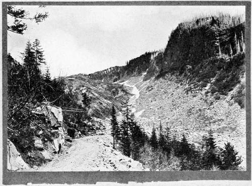 Taken in Rainier National Park. From a Photograph Copyright, 1908, by W. L. Dawson.
FOOT OF NISQUALLY GLACIER FROM GOVERNMENT ROAD.
A CHARACTERISTIC HAUNT OF THE SIERRA HERMIT THRUSH.