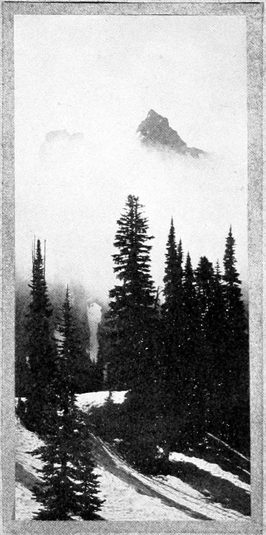 Taken in Rainier National Park. From a Photograph Copyright, 1908, by W. L. Dawson.
A MORNING IN PARADISE.
