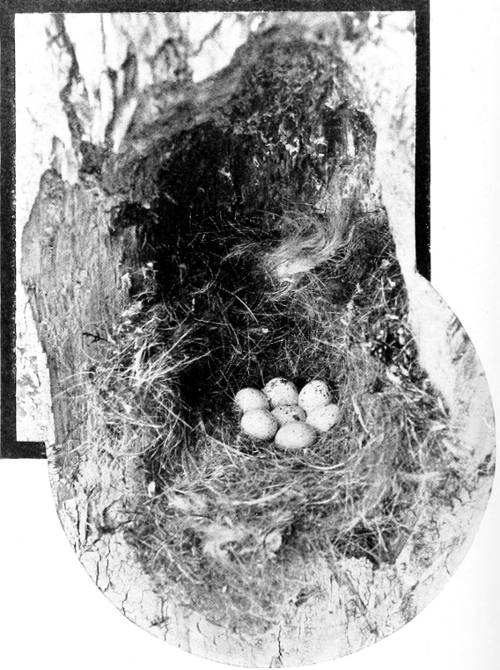 Taken near Tacoma Photo by the Author.
NEST AND EGGS OF OREGON CHICKADEE.
THE FRONT WALL OF THE CONTAINING STUMP HAS BEEN REMOVED.