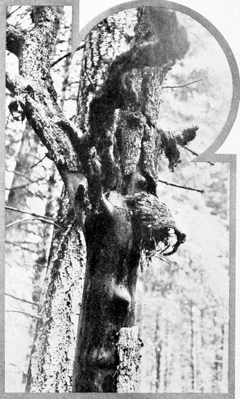 Taken near Tacoma. Photo by W. Leon Dawson.
NEST OF TAWNY CREEPER IN DEAD OAK TREE.
DETAIL OF PRECEDING ILLUSTRATION. THE NEST APPEARS UNDER THE BARK SCALE ON THE RIGHT, AND THE WONDER IS HOW IT MAINTAINS ITS POSITION.