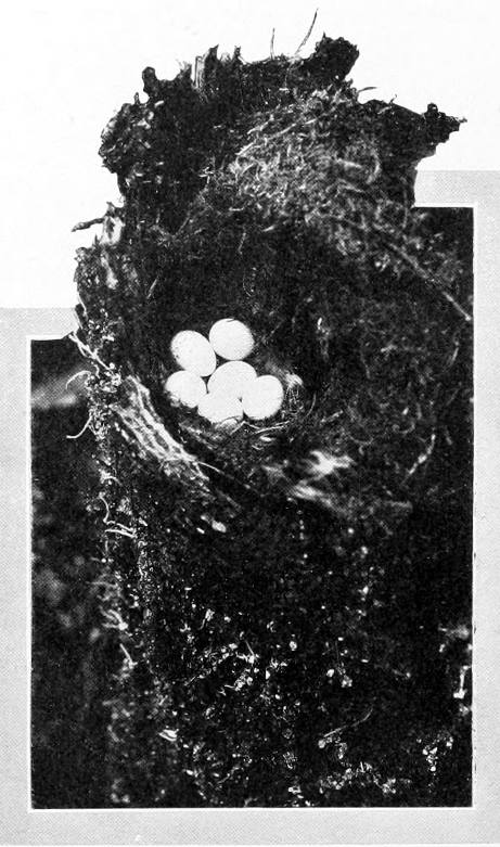 Taken near Tacoma. Photo by Dawson and Bowles.
NEST AND EGGS OF WESTERN WINTER WREN IN STUMP.
TOP OF STUMP REMOVED. AN UNUSUAL NESTING-SITE WHERE ONE WOULD SOONER HAVE EXPECTED TO FIND OREGON CHICKADEE.