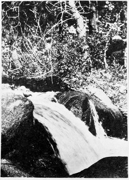 Taken in California. Photo by Frederick Bade.
THE LAST STATION.
IN ANOTHER MOMENT THE OUZEL WILL VISIT HER BROOD UNDER THE WATERFALL.
