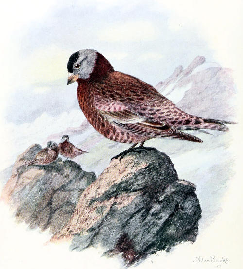 HEPBURN’S LEUCOSTICTE
MALE, ⅚ LIFE SIZE
From a Water-color Painting by Allan Brooks