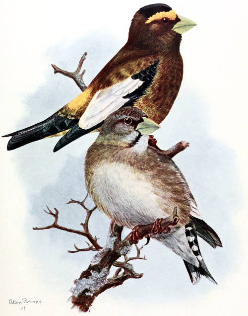WESTERN EVENING GROSBEAKS
MALE AND FEMALE, ¾ LIFE SIZE
From a Water-color Painting by Allan Brooks