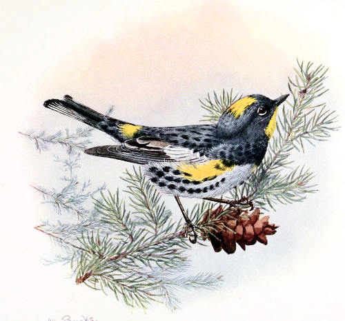 AUDUBON WARBLER MALE, ⅚ LIFE SIZE
From a Water-color Painting by Allan Brooks