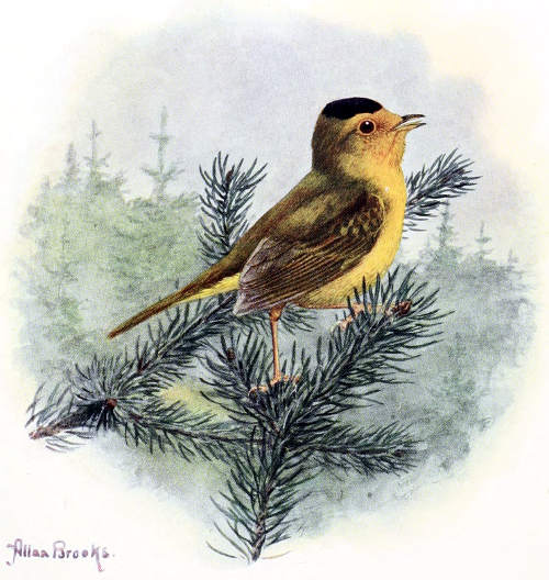 GOLDEN WARBLER
MALE, ⅘ LIFE SIZE
From a Water-color Painting by Allan Brooks