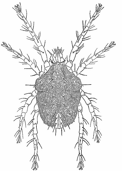 Pimeliaphilus podapolipophagus.