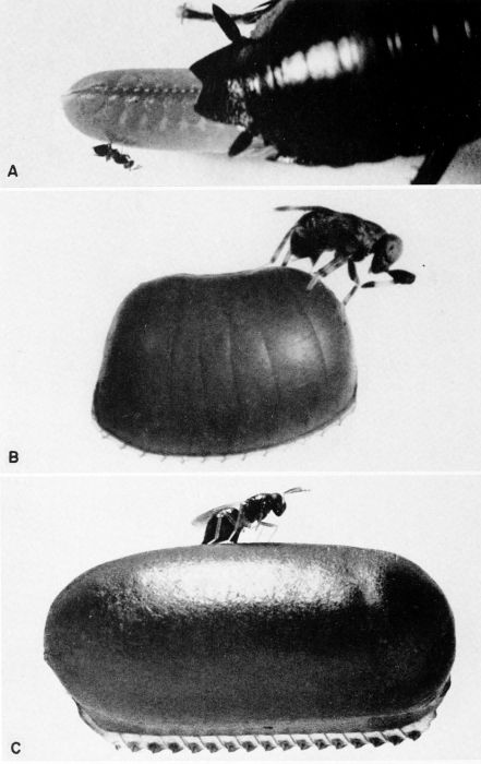 Chalcid parasites of cockroach eggs.