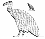 Fig. 1.
GYPS FULVUS—GRIFFON VULTURE.
From a monument of Nectanebo in the Louvre.
