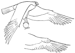 Figs. 3 and 4.

Drawing from a painting of a Hawk at Karnak, to show the overlap of the
wing feathers.
