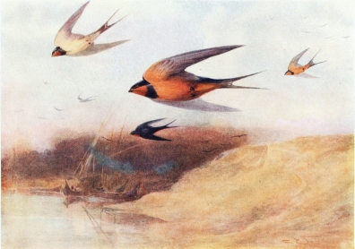 COMMON SWALLOW AND EGYPTIAN SWALLOW