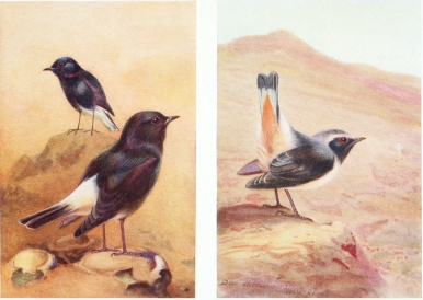 WHITE-RUMPED CHAT AND ROSY CHAT