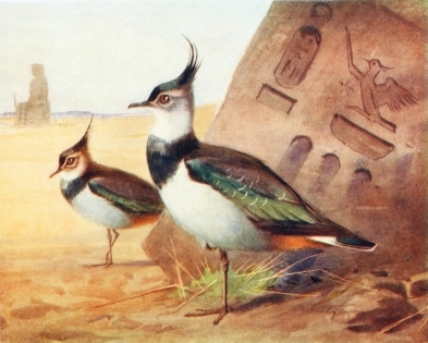 GREEN PLOVER OR LAPWING