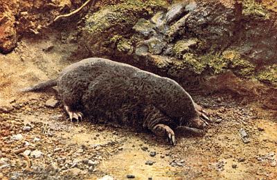 Grey-brown mole above ground; compact dirt and rocky area, low vegetation.
