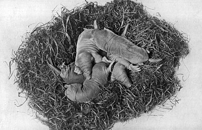 Litter of five mole pups in grass nest.