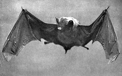 Flying bat with long hands pointed down.