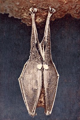 Frontal view of grey-brown bat hanging upside-down, wings folded over body.