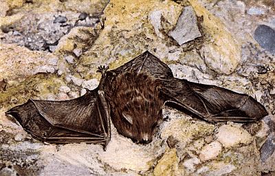 Brown bat with large ears on blue, grey, and yellow rocks.