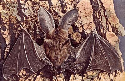 Brown bat, wings spread, long hair, very long ears, on tree bark.