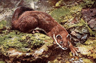 Stoat in summer brown coat with with white underbelly; on mossy rocks.