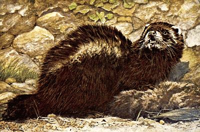 Brown polecat, white markings; crouched over tan furry corpse; rocks, dirt, short grasses.