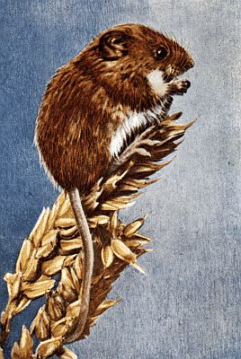 Plump red-brown mouse with white underbelly on wheat ears.