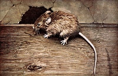 Scruffy brown mouse, long naked tail, on wooden floor near mouse hole in plaster wall.