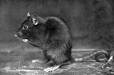 Glossy black rat sitting on haunches; bright dark eyes; long hairless tail.