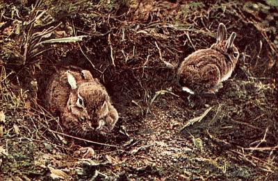 Two brown rabbits, white underbellies; exiting banked burrow entrance among roots and grasses.