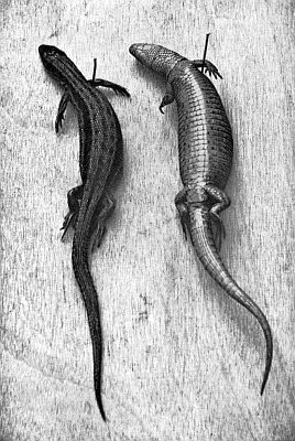 Two mounted specimens; upper side--small varigated scales; under side--large monochrome scales.
