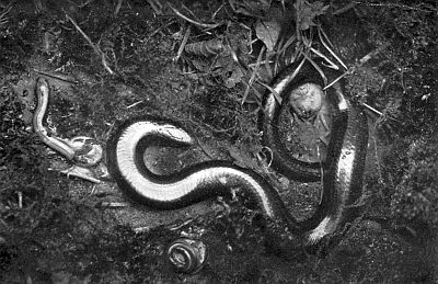 Female slow-worm laying eggs in grassy dirt and mud; hatching and uncoiling young.