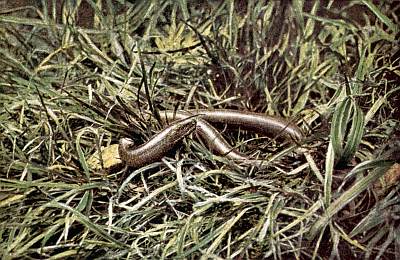 Grey-brown, smooth-bodied slow-worm angling through various grasses.