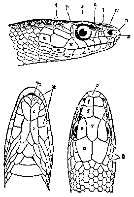 Line drawing--special large symmetrical scales on the snake's head; also known as plates.