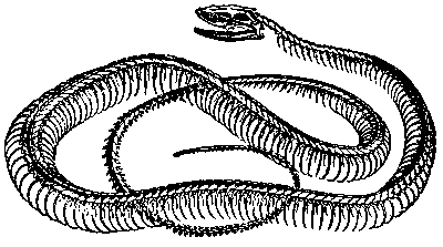 Curled skeleton, enlongated head, hinged jaw, free-end ribs.