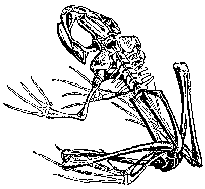 Broad head, rounded muzzle, long pelvis, very short forelimbs, lengthened rear limbs.
