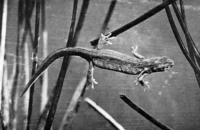 Newt swimming among grasses; very narrow unjointed limb directly above right forelimb.