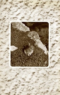 Young rabbit on grassy knoll with boulders.