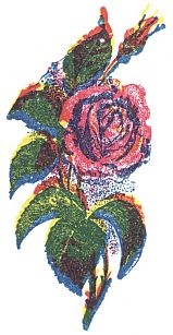 rose in colour